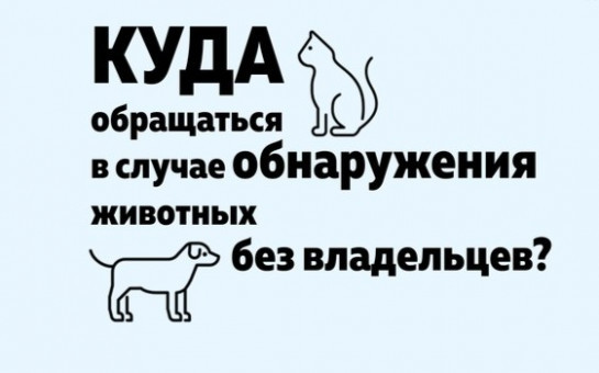 ПАМЯТКА ДЕЙСТВИЙ ПРИ ОБНАРУЖЕНИИ ЖИВОТНЫХ БЕЗ ВЛАДЕЛЬЦЕВ